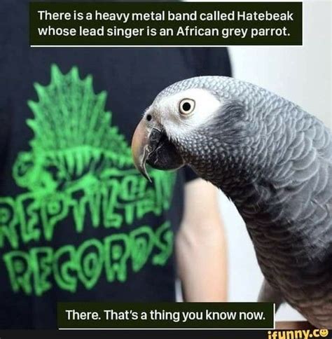 The best African Grey memes .